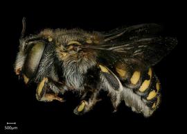   Anthidium maculifrons nbsp;female lateral habitus, photo: Jeni Sidwell 
